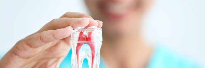 Zahnärztin am Sterntor zeigt ein Modell eines aufgeschnittenen Zahnes